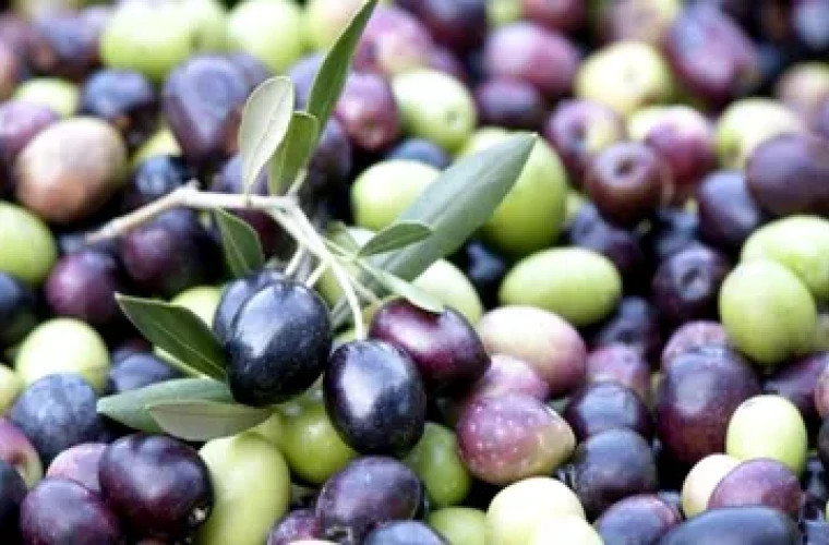 Испанские экспортеры черных оливок просят ЕС ответить на американские пошлины