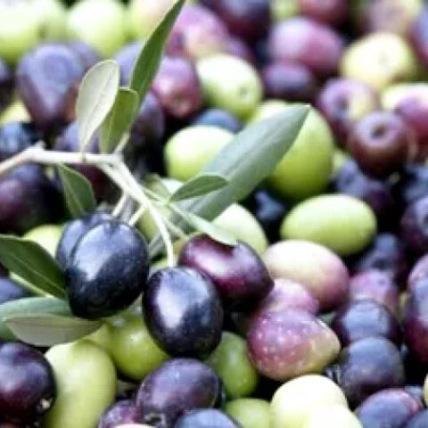 Испанские экспортёры оливок требуют от ЕС ответных мер на пошлины США