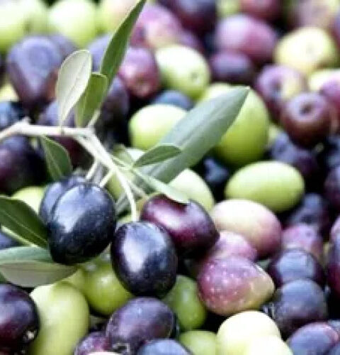 Испанские экспортёры оливок требуют от ЕС ответных мер на пошлины США