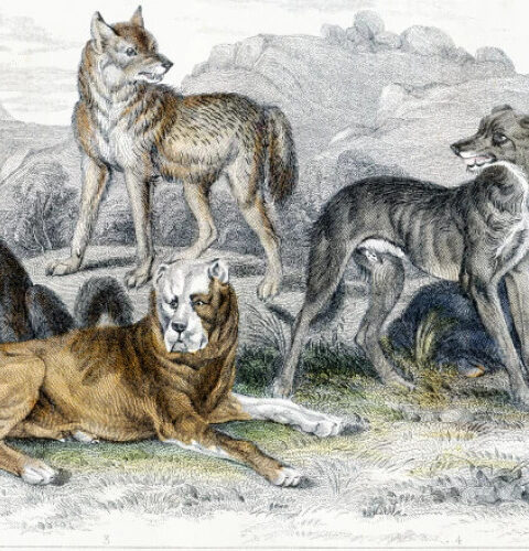 Исследование показывает, что разнообразие собак имеет древние корни, насчитывающие тысячи лет