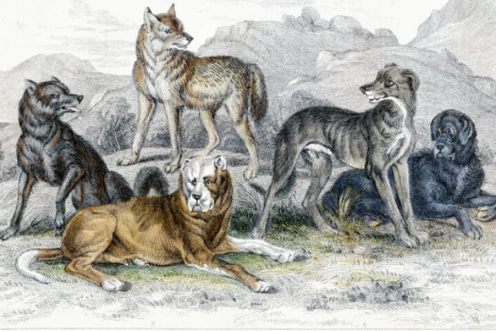 Исследование показывает, что разнообразие собак имеет древние корни, насчитывающие тысячи лет