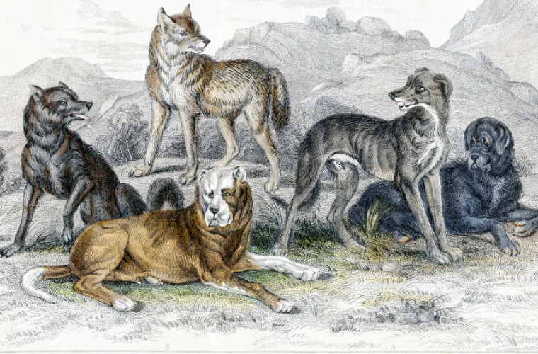 Исследование показывает, что разнообразие собак имеет древние корни, насчитывающие тысячи лет