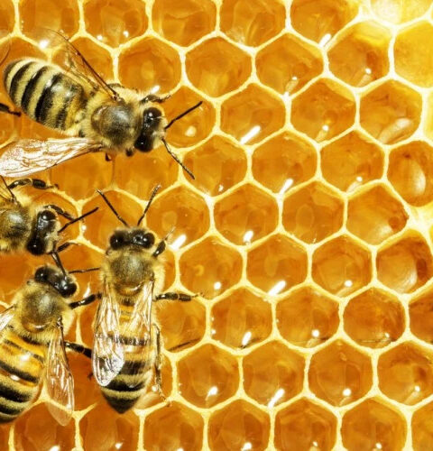 Маточное молочко: ценное и уникальное пчеловодческое вещество