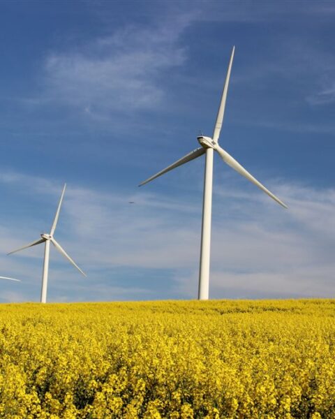 Министерство энергетики анонсировало тендеры на статус крупного производителя для ветроэнергетических проектов в 2026 году