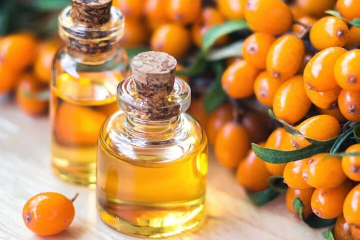 Облепиха: полезные свойства и применение в медицине и профилактике заболеваний