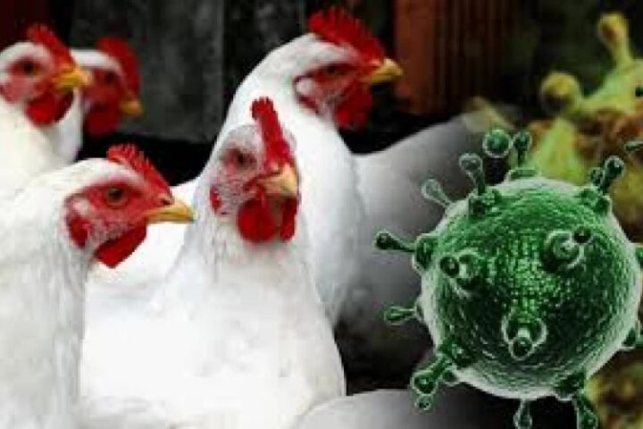 Швейцария вводит новые меры по борьбе с птичьим гриппом из-за случаев заражения