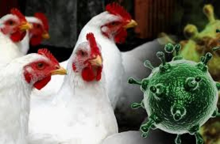 Швейцария вводит новые меры по борьбе с птичьим гриппом из-за случаев заражения