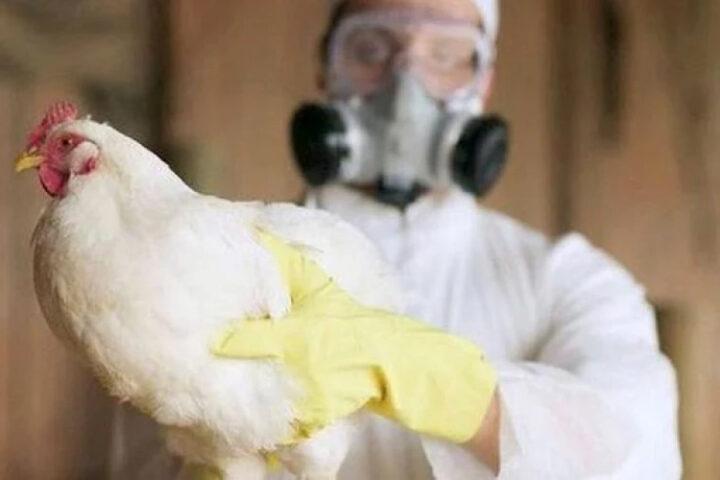 Случай птичьего гриппа в Чехии: подтверждён новый очаг в городе Блатна