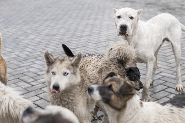 Стамбул ограничивает доступ бездомных собак в общественные места