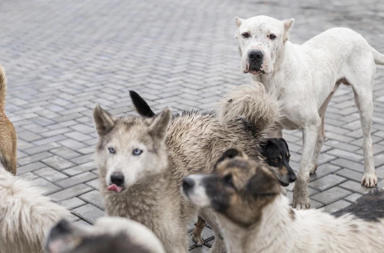 Стамбул ограничивает доступ бездомных собак в общественные места
