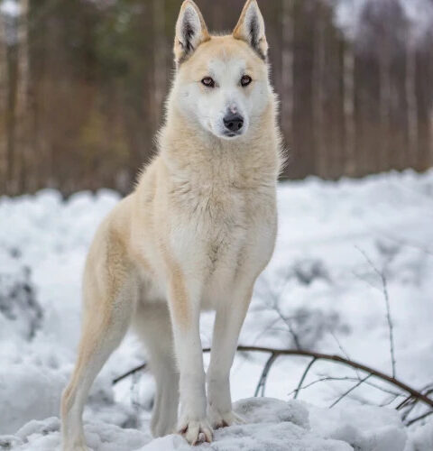 Учёные выявили ДНК волка у большинства пород собак, что влияет на их поведение и физиологию