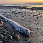 В Австралии на берегу в Тасмании обнаружена гигантская ремень-рыба