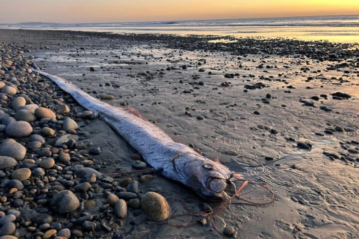 В Австралии на берегу в Тасмании обнаружена гигантская ремень-рыба