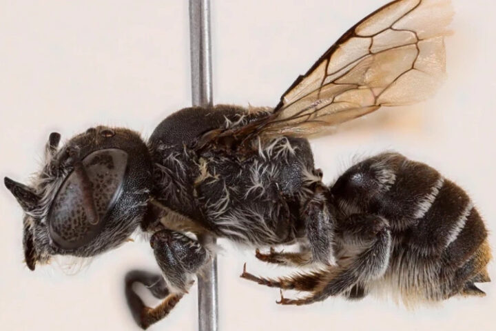 В Австралии обнаружили новый вид пчел с рогами Люцифера