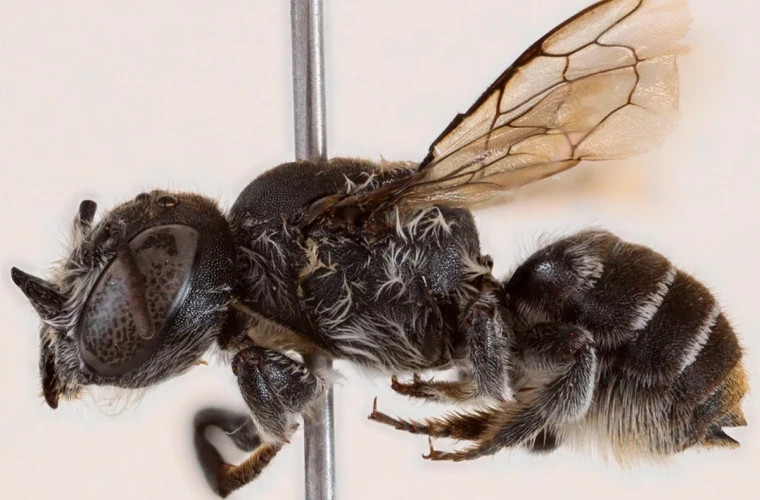 В Австралии обнаружили новый вид пчел с рогами Люцифера