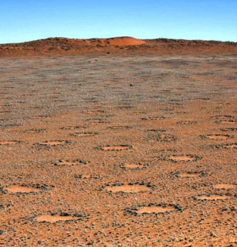 В Намибии раскрыта тайна загадочных кругов фей, оказавшихся результатом нехватки почвенной влаги