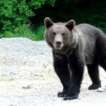 В Японии медведи нападают на людей, зарегистрировано 100 инцидентов и 12 жертв