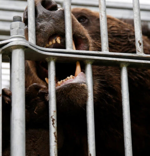 В Японии военные помогают в поимке медведей после серии нападений на людей