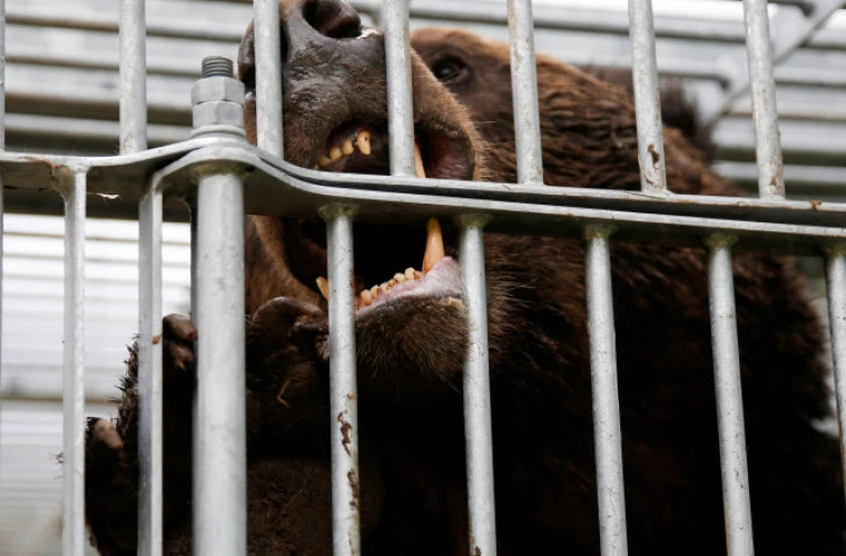 В Японии военные помогают в поимке медведей после серии нападений на людей