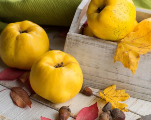 Айва: полезные свойства для здоровья и похудения в осенний сезон