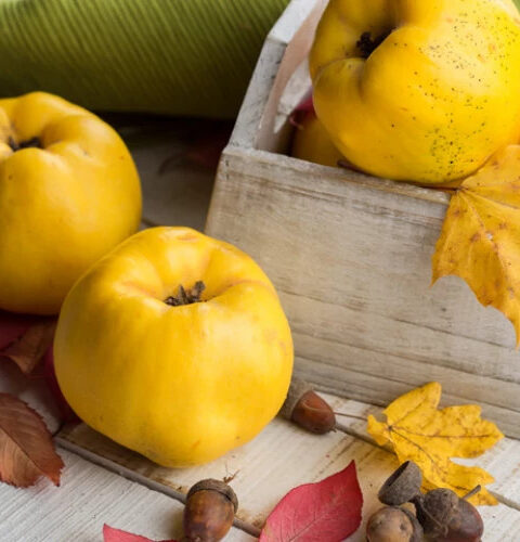 Айва: полезные свойства для здоровья и похудения в осенний сезон