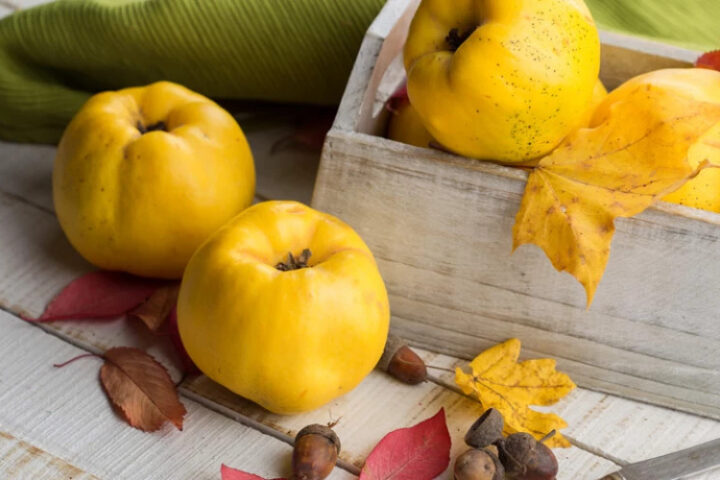 Айва: полезные свойства для здоровья и похудения в осенний сезон