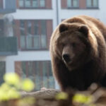 Чёрный медведь заб闯ивает рождественскую ярмарку в Теннесси