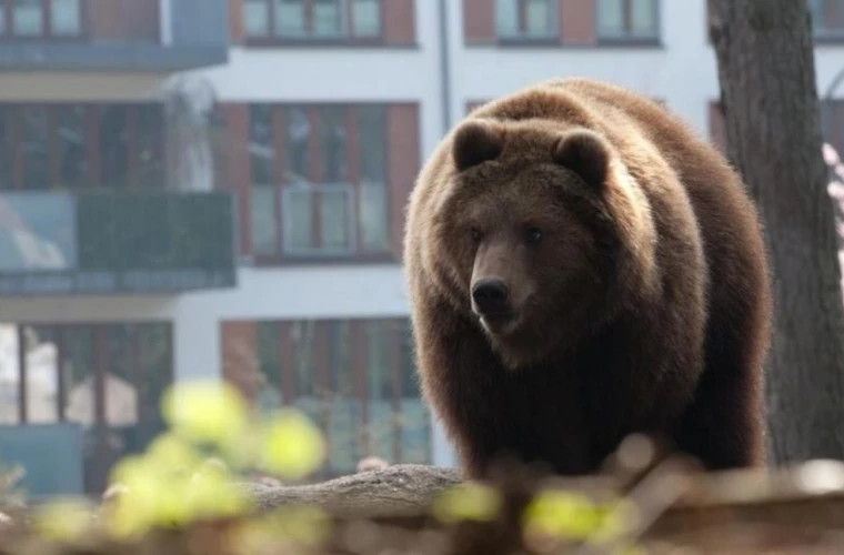 Чёрный медведь заб闯ивает рождественскую ярмарку в Теннесси