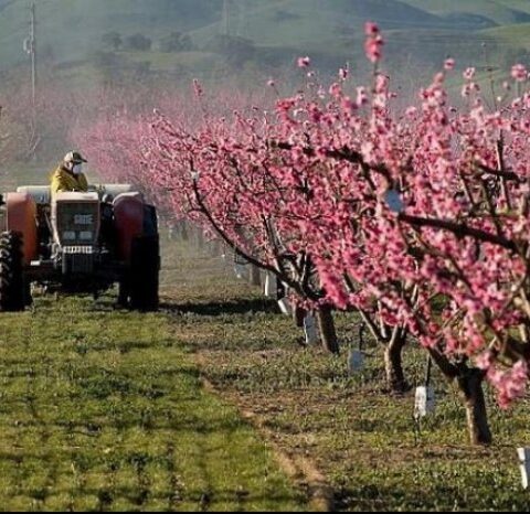 Достижения Молдовы в сельском хозяйстве 2025 года: кредиты, модернизация и интеграция в ЕС