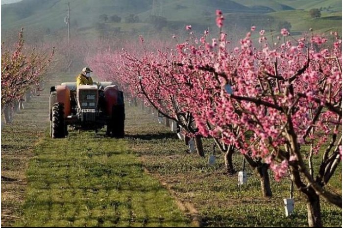 Достижения Молдовы в сельском хозяйстве 2025 года: кредиты, модернизация и интеграция в ЕС