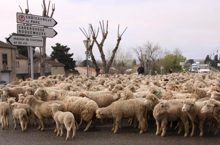 Фермеры во Франции используют овец для блокировки дорог в знак протеста