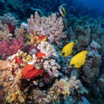 Китай передал ратификационную грамоту Соглашения по морскому биоразнообразию в ООН