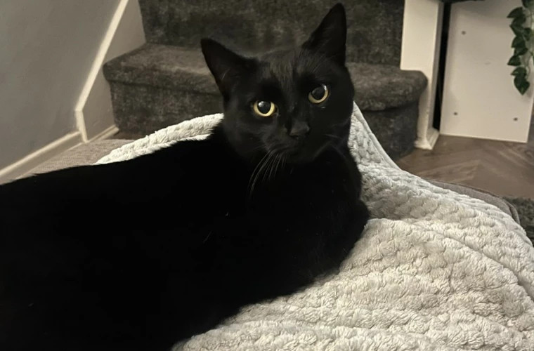 Кошка, пропавшая пять лет назад, вернулась домой к хозяйке перед Рождеством