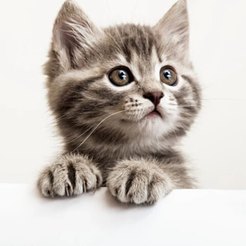 Кошки общаются с мужчинами активнее, чем с женщинами, показало исследование ученых из Турции