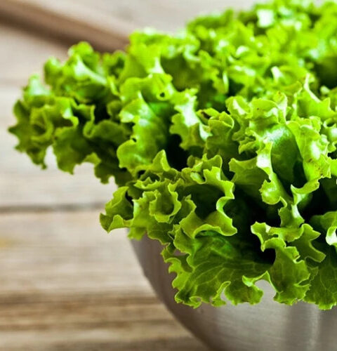Польза ежедневного потребления листового салата для здоровья человека