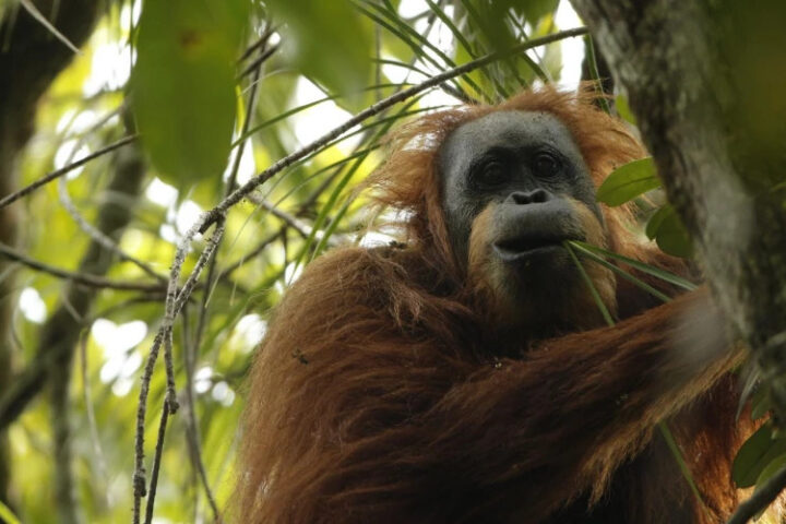 Редкий вид орангутанов на грани исчезновения из-за золотодобычи в Индонезии