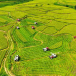 Си Цзиньпин определил приоритеты развития сельского хозяйства Китая на 2026 год