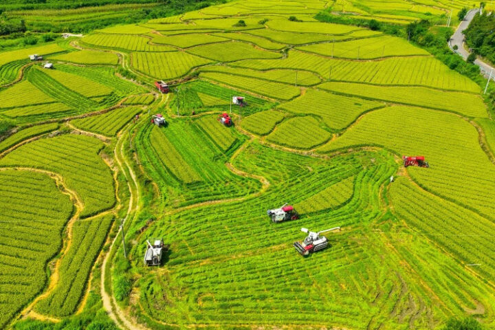 Си Цзиньпин определил приоритеты развития сельского хозяйства Китая на 2026 год