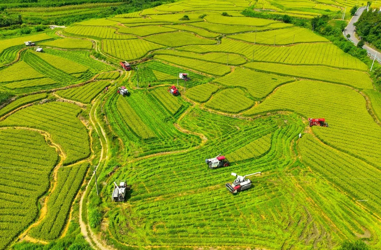 Си Цзиньпин определил приоритеты развития сельского хозяйства Китая на 2026 год