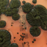 Учёные обнаружили уникальный гриб в Чернобыле, способный использовать ионизирующее излучение