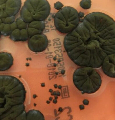 Учёные обнаружили уникальный гриб в Чернобыле, способный использовать ионизирующее излучение