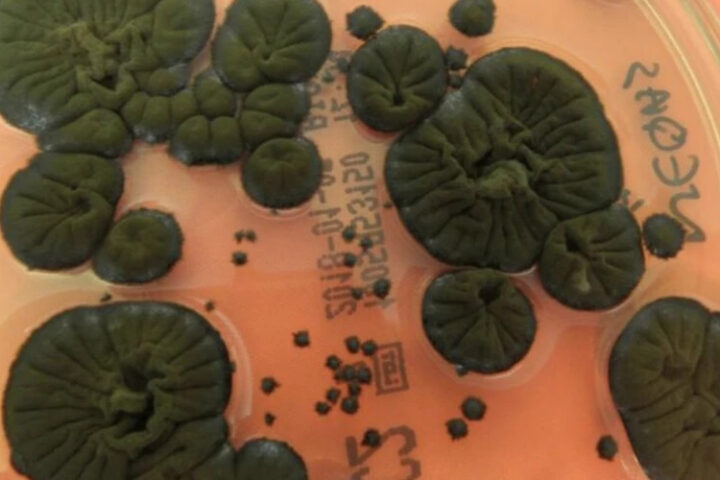 Учёные обнаружили уникальный гриб в Чернобыле, способный использовать ионизирующее излучение