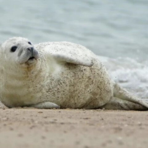 В Греции редкие тюлени-монахи уходят в пещеры из-за туристической активности