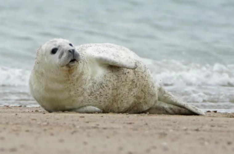 В Греции редкие тюлени-монахи уходят в пещеры из-за туристической активности
