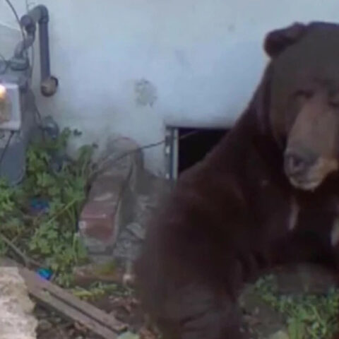 В Калифорнии дикий медведь более месяца живёт под жилым домом в Алтадине