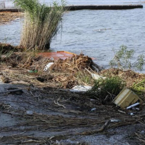 В Одессе на пляжах Дельфин и Ланжерон обнаружены пятна, похожие на нефтяные, и погибшие птицы