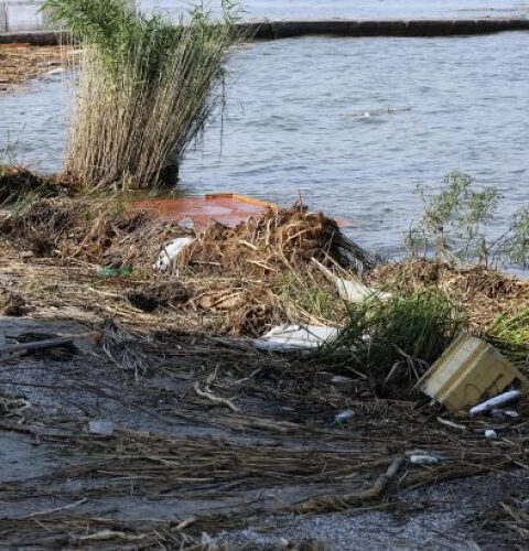 В Одессе на пляжах Дельфин и Ланжерон обнаружены пятна, похожие на нефтяные, и погибшие птицы