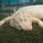 В США скончался редкий аллигатор-альбинос Клод в возрасте 30 лет