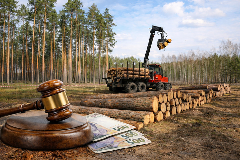 Украина и ФРГ формируют новую модель управления лесами по стандартам ЕС