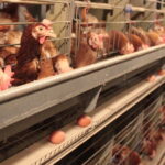 Украина усиливает роль внешнего поставщика яиц для стабилизации рынка ЕС